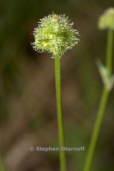 sanicula bipinnata 4 graphic